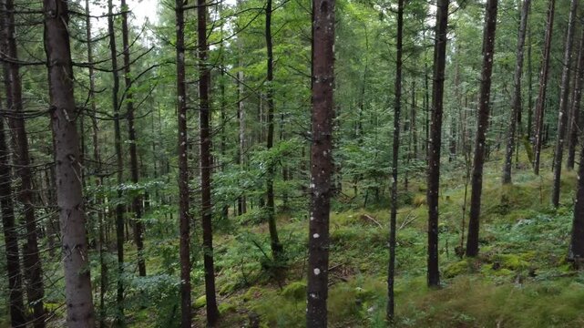 A foggy morning in the forest, the camera moving along the trees.