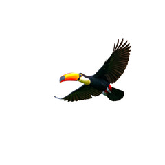Untitled Design Flying Toucan