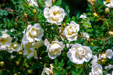 Fototapeta premium white rose on a green natural background