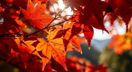 Fototapeta premium Autumn Leaves Sunlight Fall Colors Nature Background