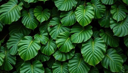 Fototapeta premium broad green leaves of tropical plants overlapping in thick layers creating a natural pattern in a deep lush forest no symbols punctuation marks or unusual characters