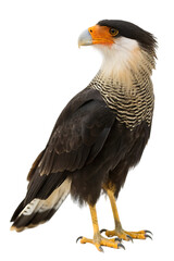 Obraz premium caracara on white studio