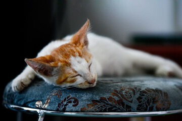 orange and white cute kitten is sleeping.
