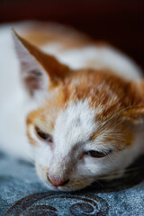 orange and white cute kitten resting.