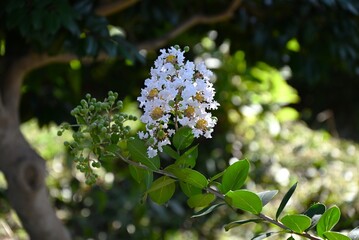 Crepe myrtle white flowers. Lythraceae deciduous tree. Pink or white, curly six-petaled flowers bloom in panicles from summer to autumn.