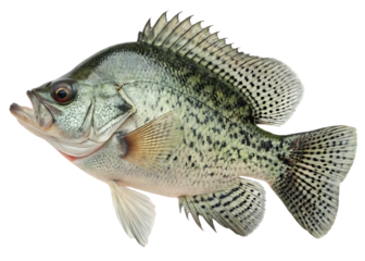 crappie fish on white