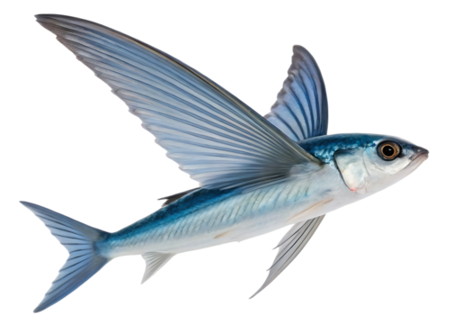 flying fish in mid air

