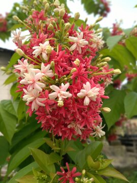 Combretum indicum or Honeysuckle cina, Rangoon creeper is a species of plant in the combretaceae family of the genus combretum - in Indonesia its called Ceguk flower plant or Dutch jasmine flower