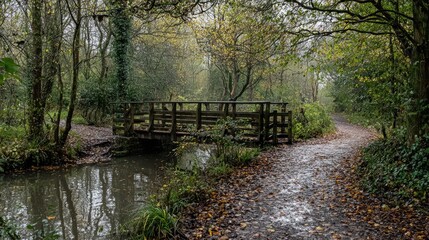 Wooden footbridge spans a tranquil woodland stream.