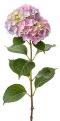 Single pink and purple hydrangea