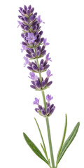 Obraz premium purple lavender sprig