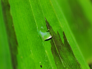 Drop of water on a banana leaf. 