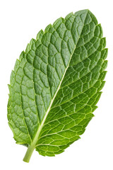 Obraz premium mint leaf closeup