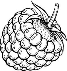 Ripe single raspberry. Natural organic style ideal for healthy food or berry-themed branding. Vector illustration in hand drawn sketch doodle style. Line art isolated on white for coloring book, print
