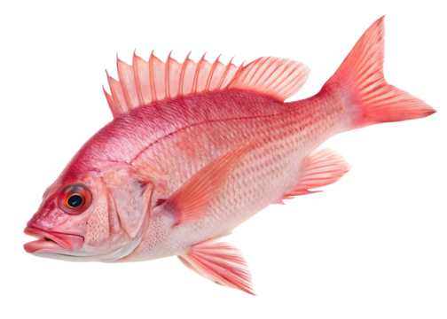 red snapper fish