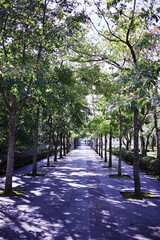 新緑に包まれた並木道