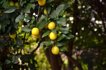Yellow Mirabelle Plum on Tree Branch.
