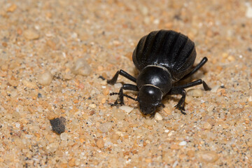 darkling beetle pimelia costata
