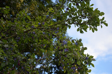 Purple Węgierka Plum on Tree Branch.