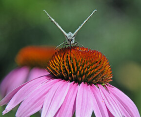 Butterfly swallowtail on the purple coneflower