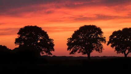Silhouetted Trees Against a Vibrant Sunset Sky