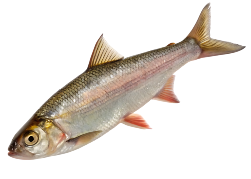 raw freshwater fish on white