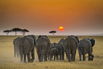 Elephants walking toward sunset on savanna in Africa with silhouettes of acacia trees in the distance during golden hour Generative AI