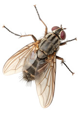 Obraz premium housefly on white