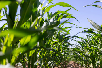 field with a future crop of sweet corn , clear sunny weather in a field with green corn in summer