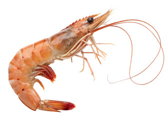whiteleg shrimp png