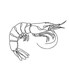 Fototapeta premium shrimp, continuous one line art, black and white, vector illustration, isolated on white background