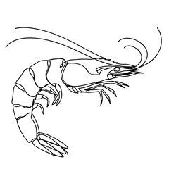 Fototapeta premium shrimp, continuous one line art, black and white, vector illustration, isolated on white background
