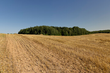 Obraz premium field after harvesting grain with wheat stalks sticking out, landscape photography, a forest is near the field