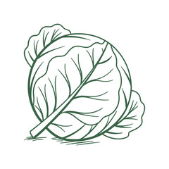simple cabbage vector art