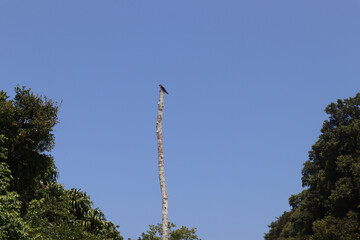 A solitary bird perched on a tall, slender, bare tree trunk, surrounded by lush green foliage on...
