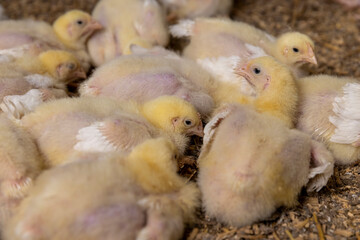chickens in down and feathers during cultivation at a poultry farm