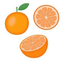 Hand Drawn Orange Illustration, Sketch Style Citrus Fruit Set