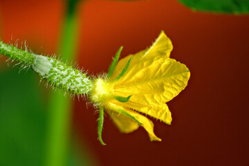The growth and blooming cucumbers. the Bush cucumbers on the trellis. Cucumbers vertical planting. Growing organic food. Cucumbers harvest.Flowering cucumber plants with yellow flowers