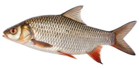 Fototapeta premium raw fresh roach fish 