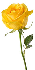 Obraz premium Single Stem Yellow Rose