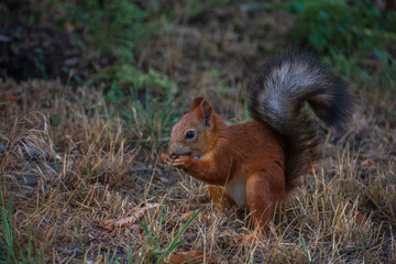 squirrel in the park