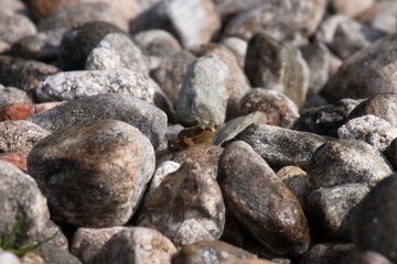Very tiny frog sitting in the sun among some stony grey pebbles