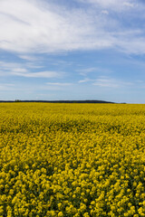 Obraz premium a field with blooming rapeseed flowers in the spring season, a beautiful field with rapeseed flowers for the production of oil and other food products