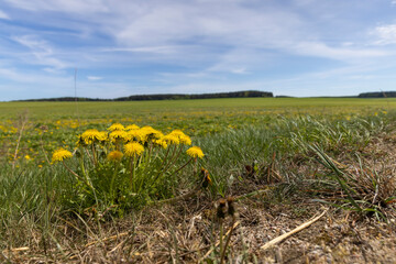 dandelions growing on the edge of a field with green grass, beautiful spring flowers dandelions on the edge of a field in spring in sunny weather