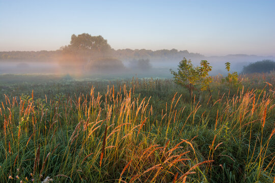 morning mist on the swamp