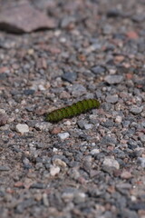Emperor moth caterpillar crawling along gravel. Bright green spiked caterpilllar