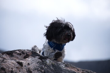 Adventure dog. Cute small black and white fluffy dog out on an adventure holiday. 