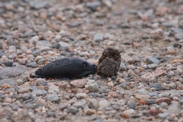 Black slug approaching and eating a small piece of dung