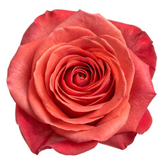 Salmon Pink Rose Blossom on White