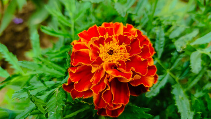 Blooming marigold flower in the summer close up